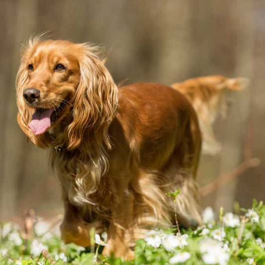 Cocker Spaniel: Personality, Price, and Best Care Practices