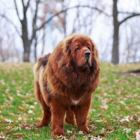 Everything About Tibetan Mastiff: The Majestic Guardian Dog