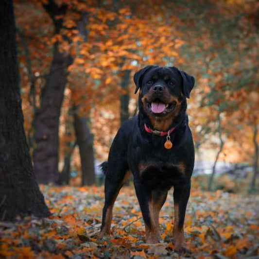 Is the Rottweiler Breed Dangerous or Misunderstood?