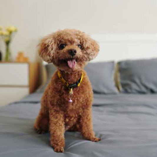 Pumi Dog Breed: History, Characteristics, Care & Price in India