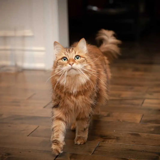 Siberian Cat Breed Information, History, Care, and Price in India