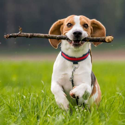 The Ultimate Guide to the Beagle: A Lively, Loyal, and Lovable Dog Breed