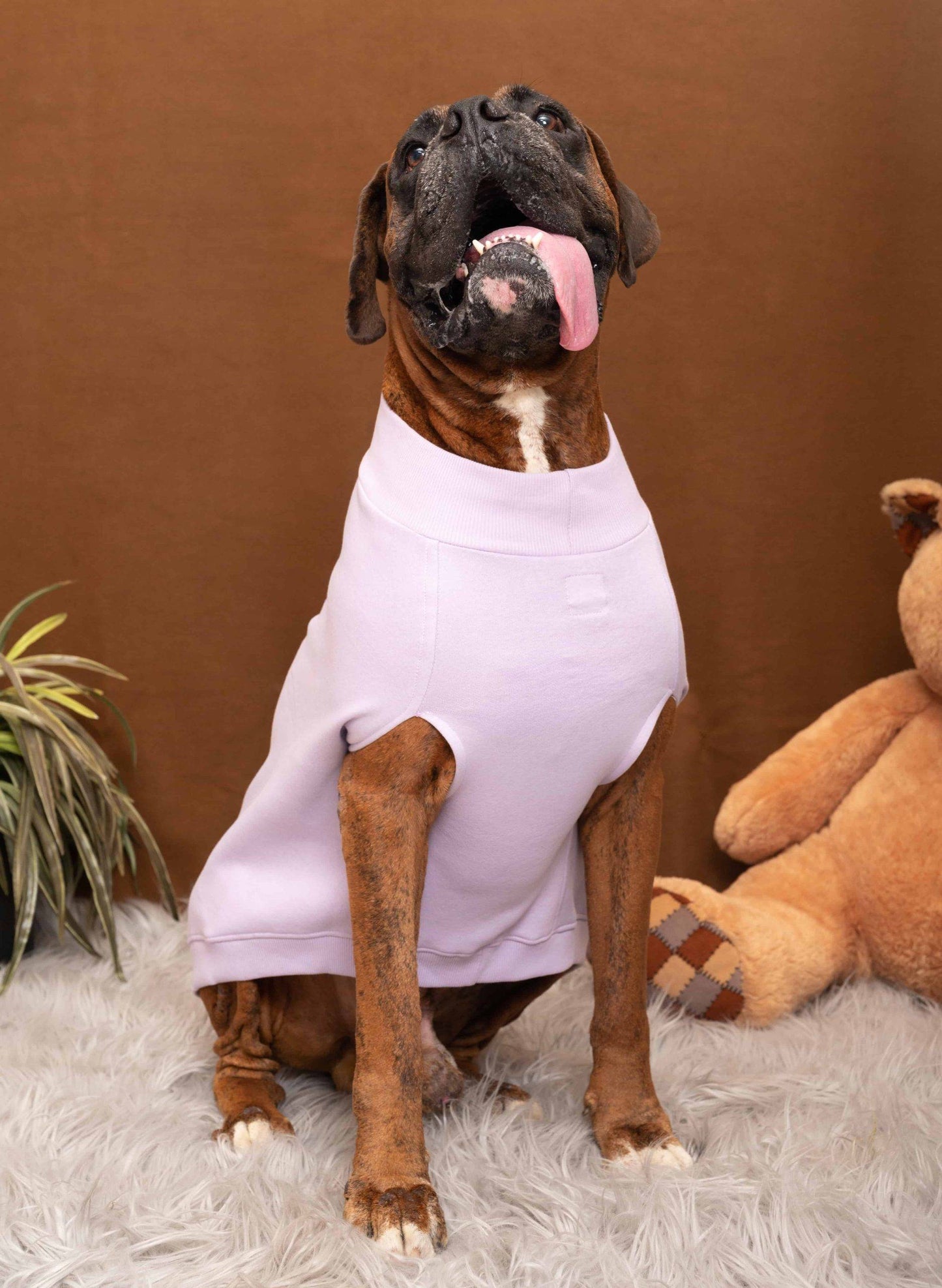 HANK Dog Sweater Winter