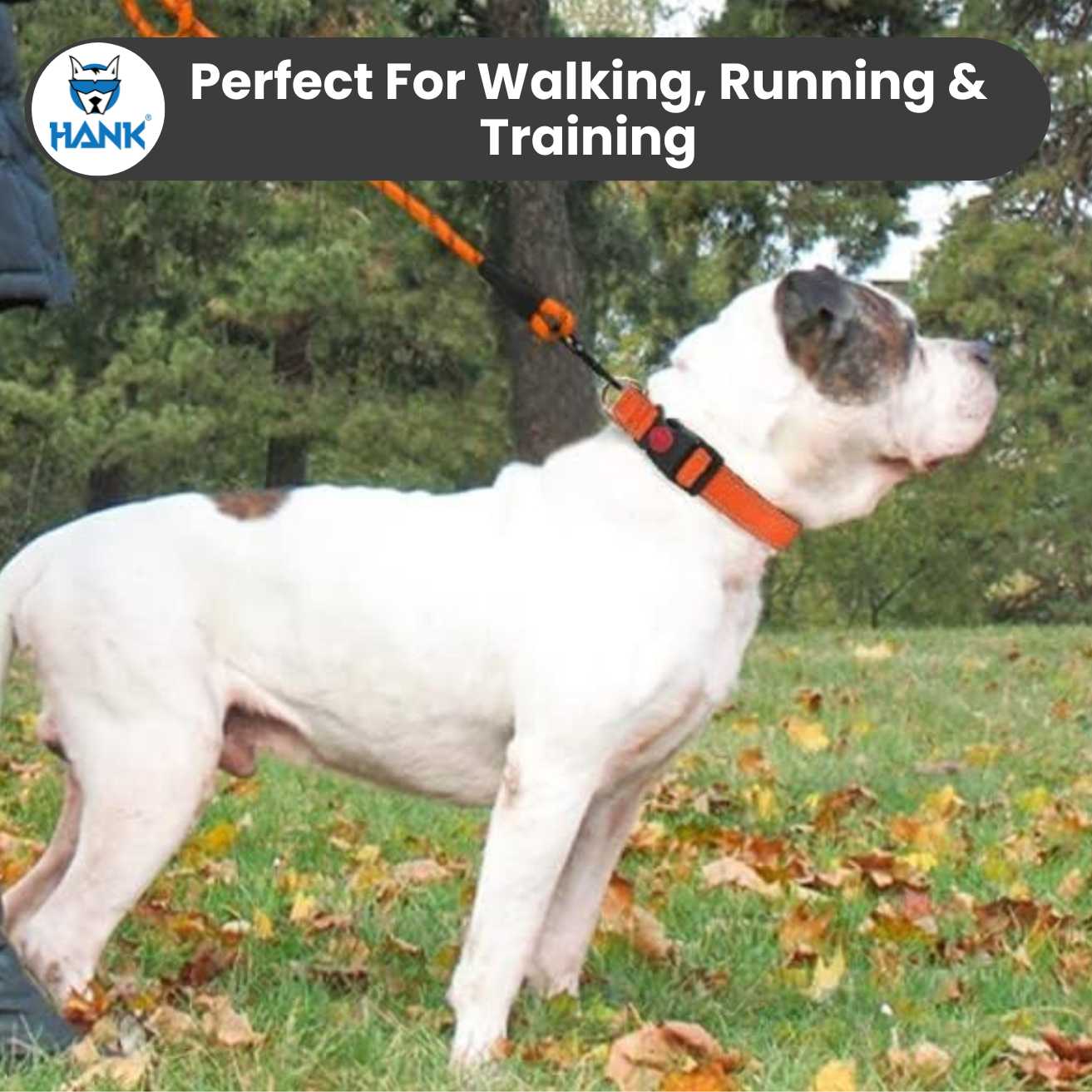 Hank Dog Leash Orange