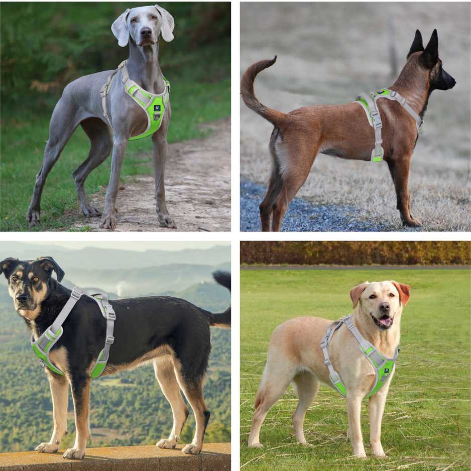 Puppy Harness