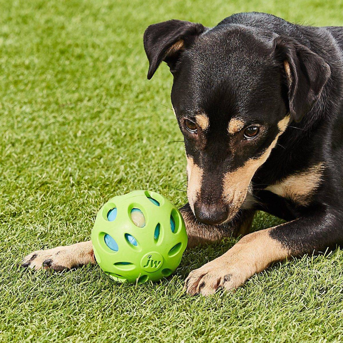 Dog Toy