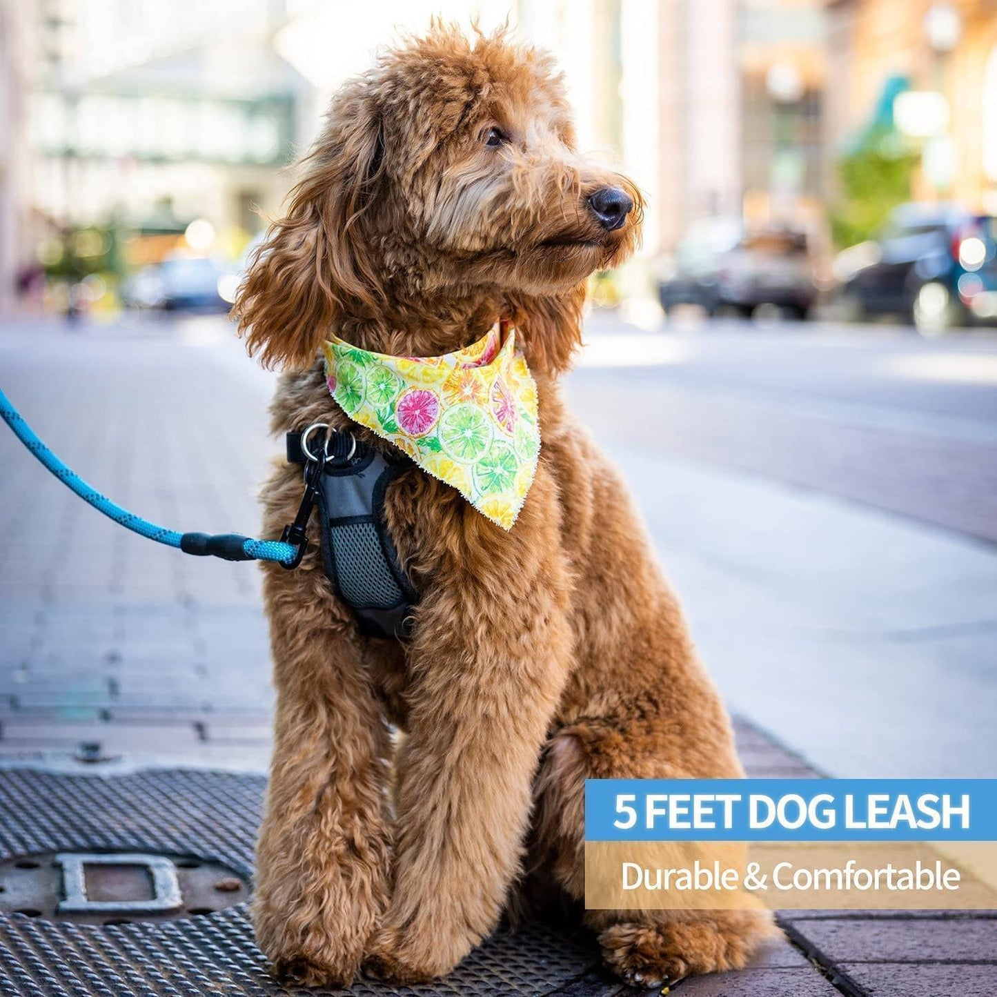 Hank Leash For Dog