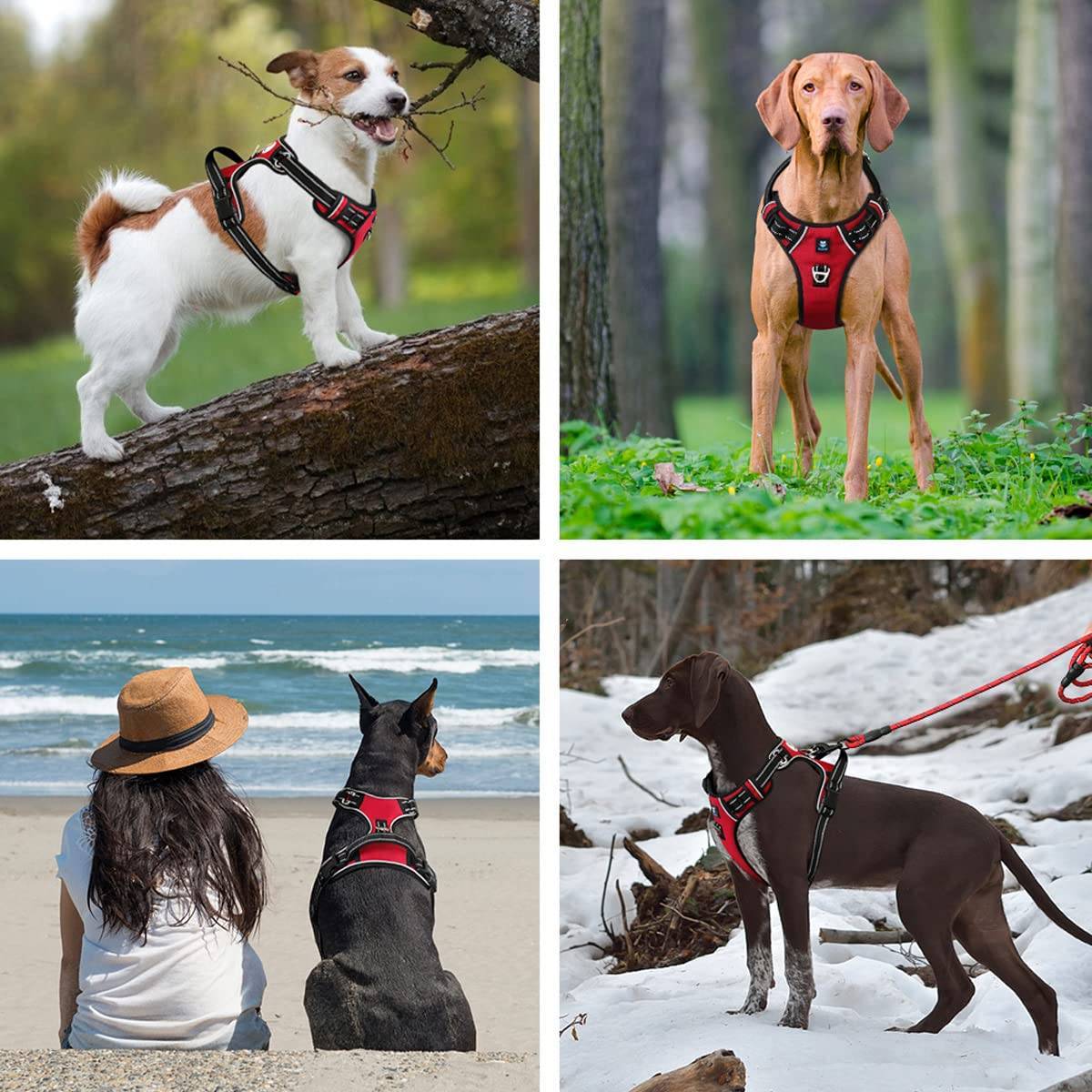 Hank Red Dog Harness