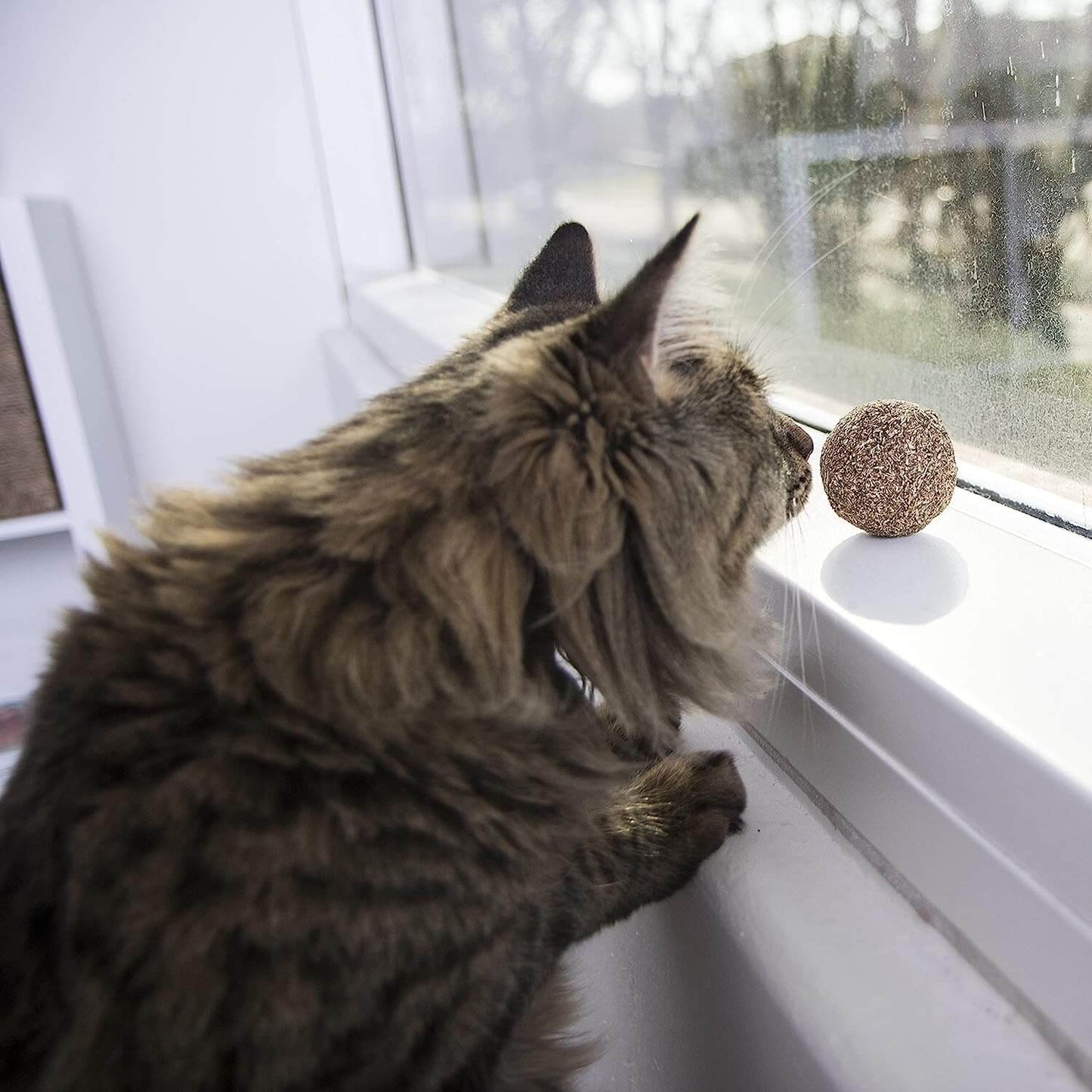 CATNIP