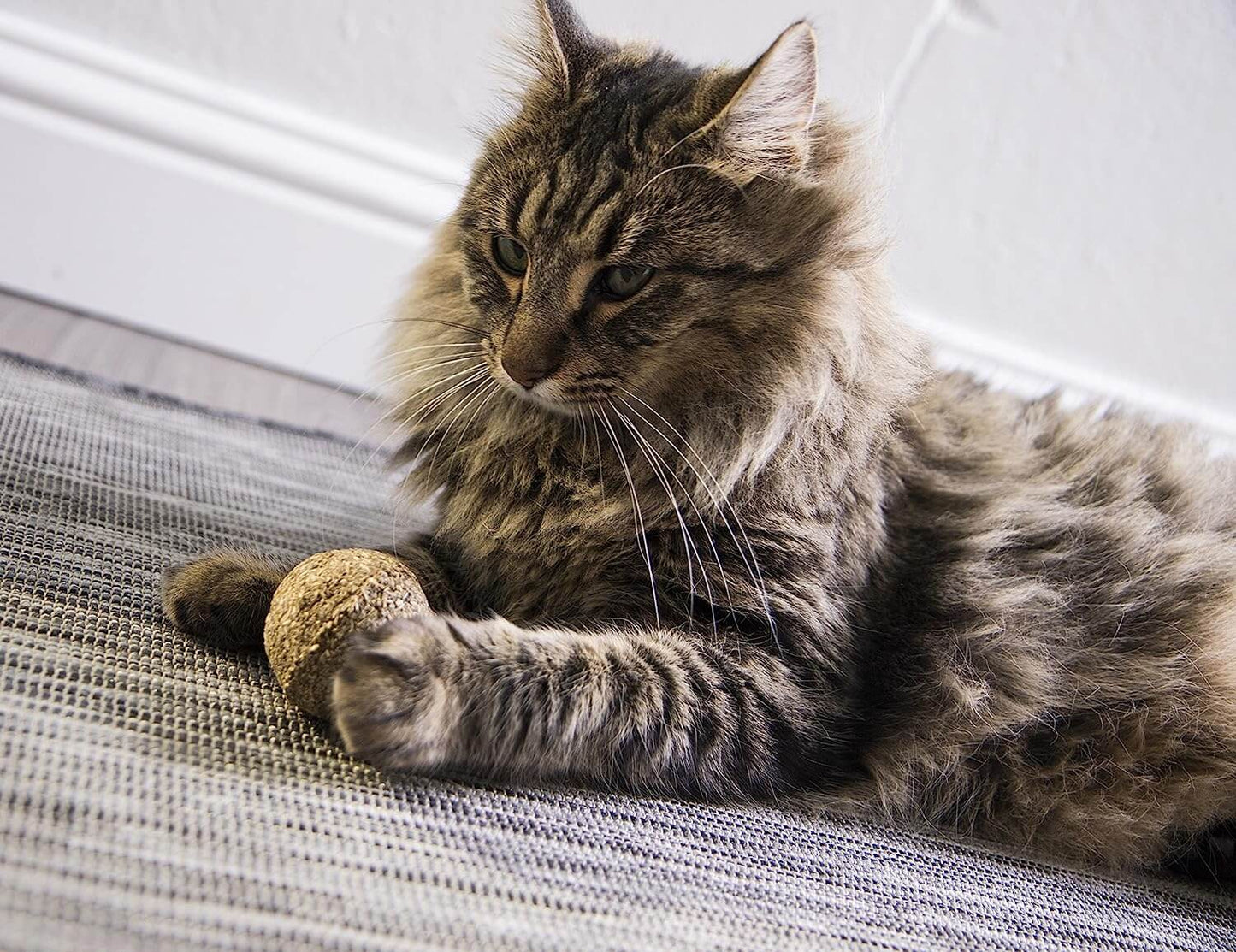 CATNIP