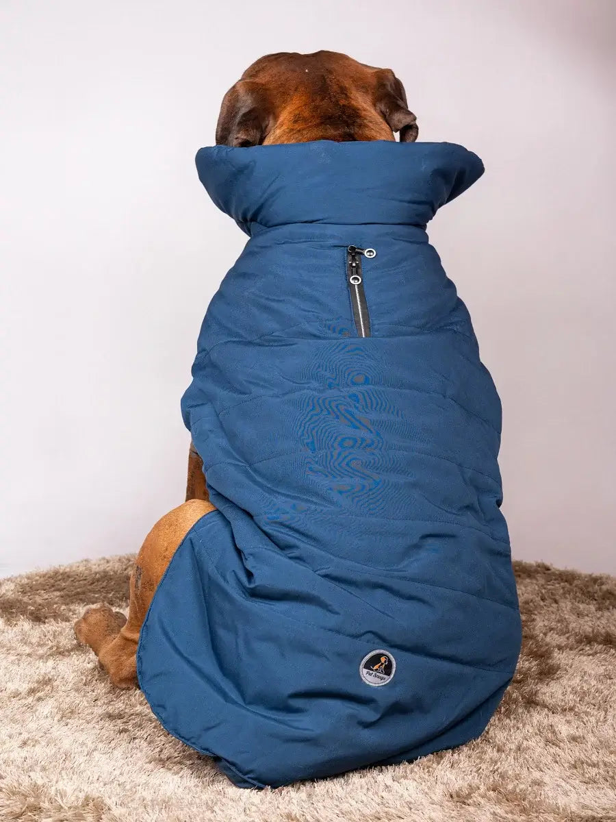 Dog Blue jacket