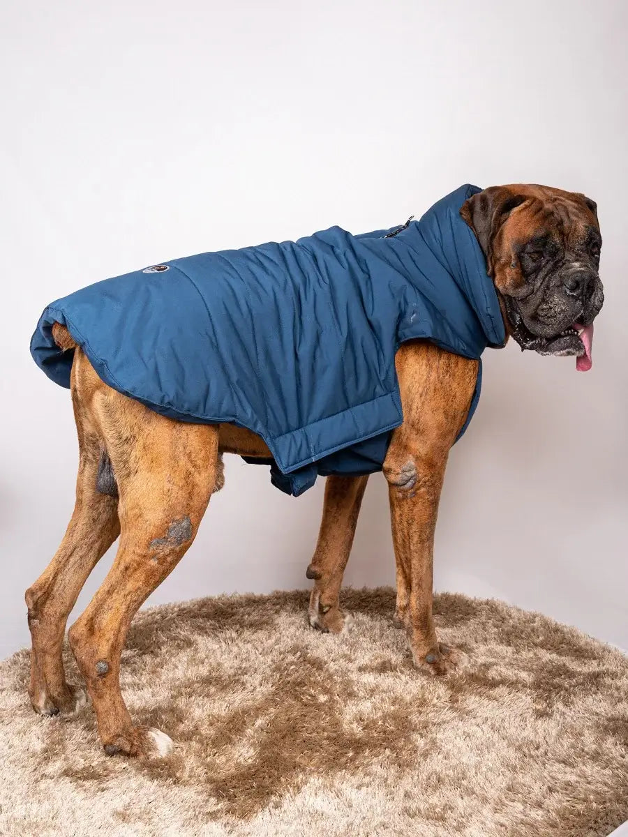 Dog Blue jacket