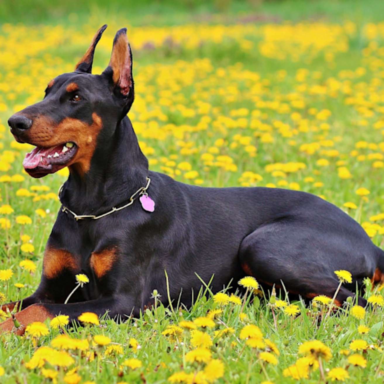 Dobermann Puppy
