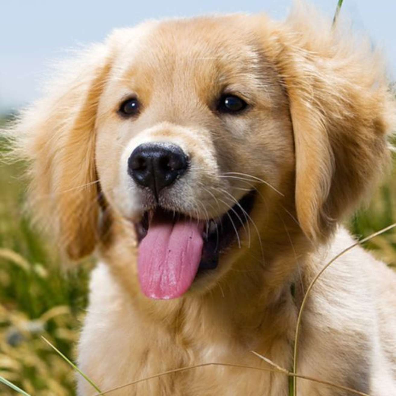 Golden Retriever Puppy