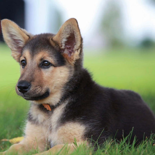 German Shepherd Puppy