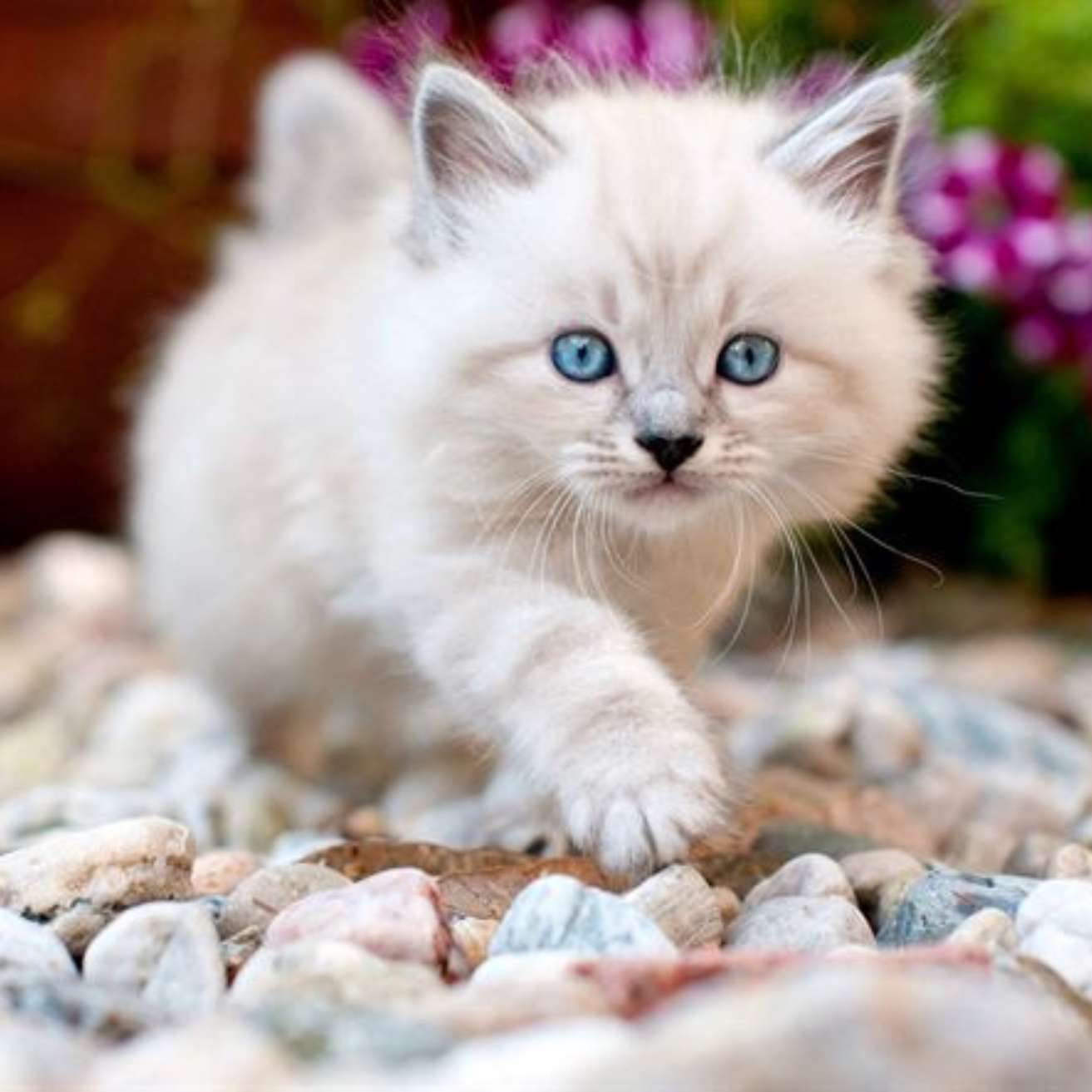 Ragdoll Kitten