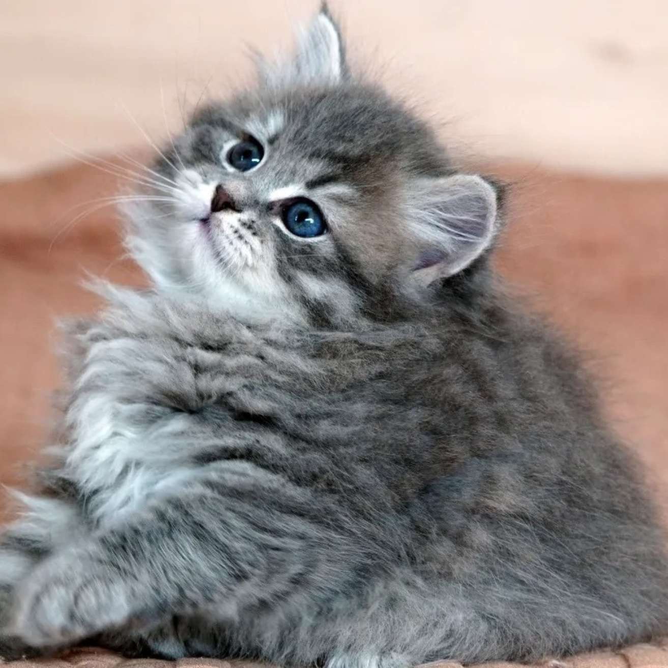 Siberian Kitten