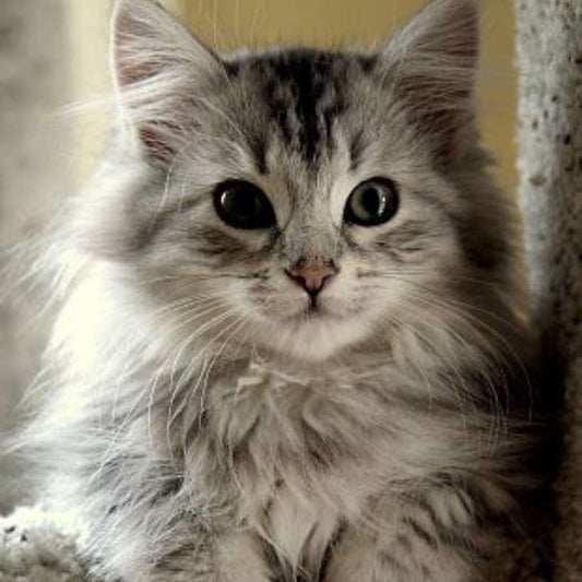 Siberian Kitten