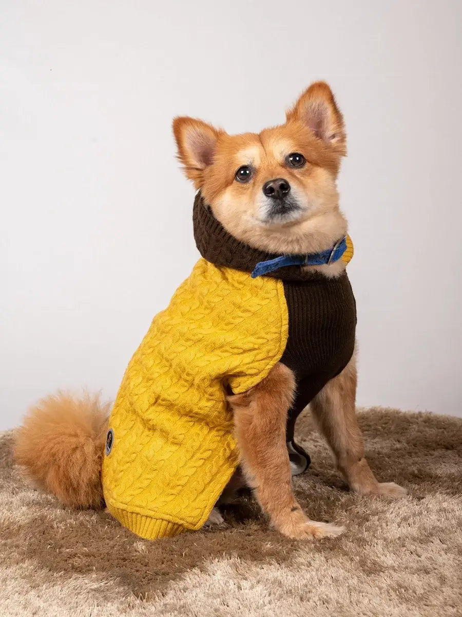 Brown Yellow Sweater Dog