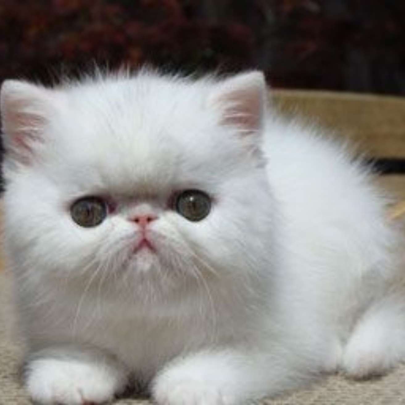 Exotic Shorthair Kitten