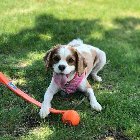 Hank Dog Toys