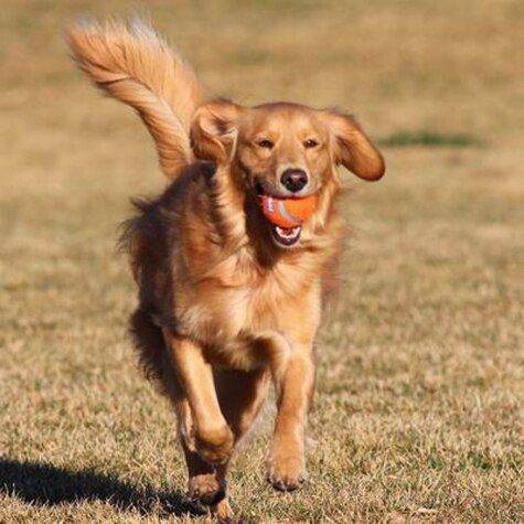Dog Flash Toy Ball