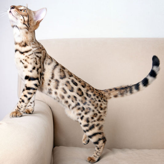 Bengal Cat Complete Guide, Care Tips, Price in India & Where to Buy