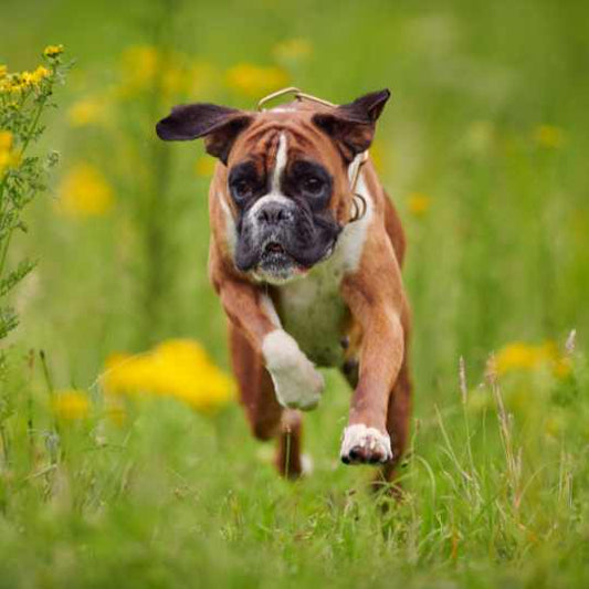 Boxer Dog Breed Information, Training, and Care Tips