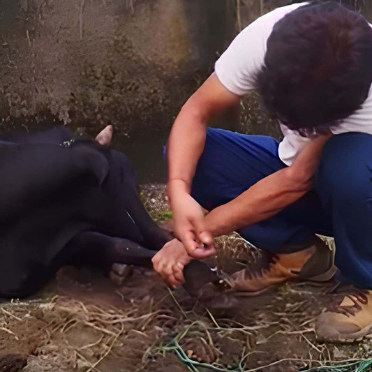 Rescued by shiva NGO Dharamshala