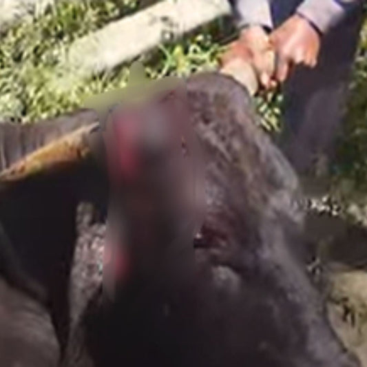 Rescued by shiva NGO Dharamshala 