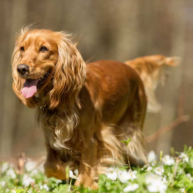 Cocker Spaniel: Personality, Price, and Best Care Practices
