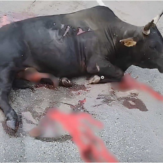 Cow Suffering From Severe Body Injury After Road Accident