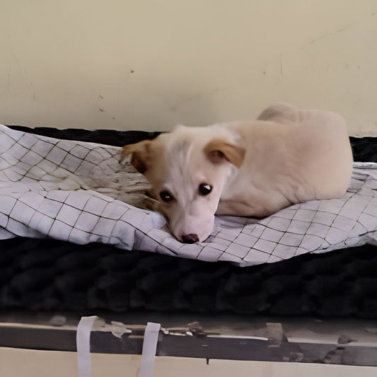 Rescued by shiva NGO Dharmshala