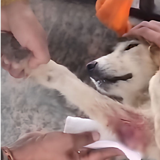 Rescued by shiva NGO Dharamshala