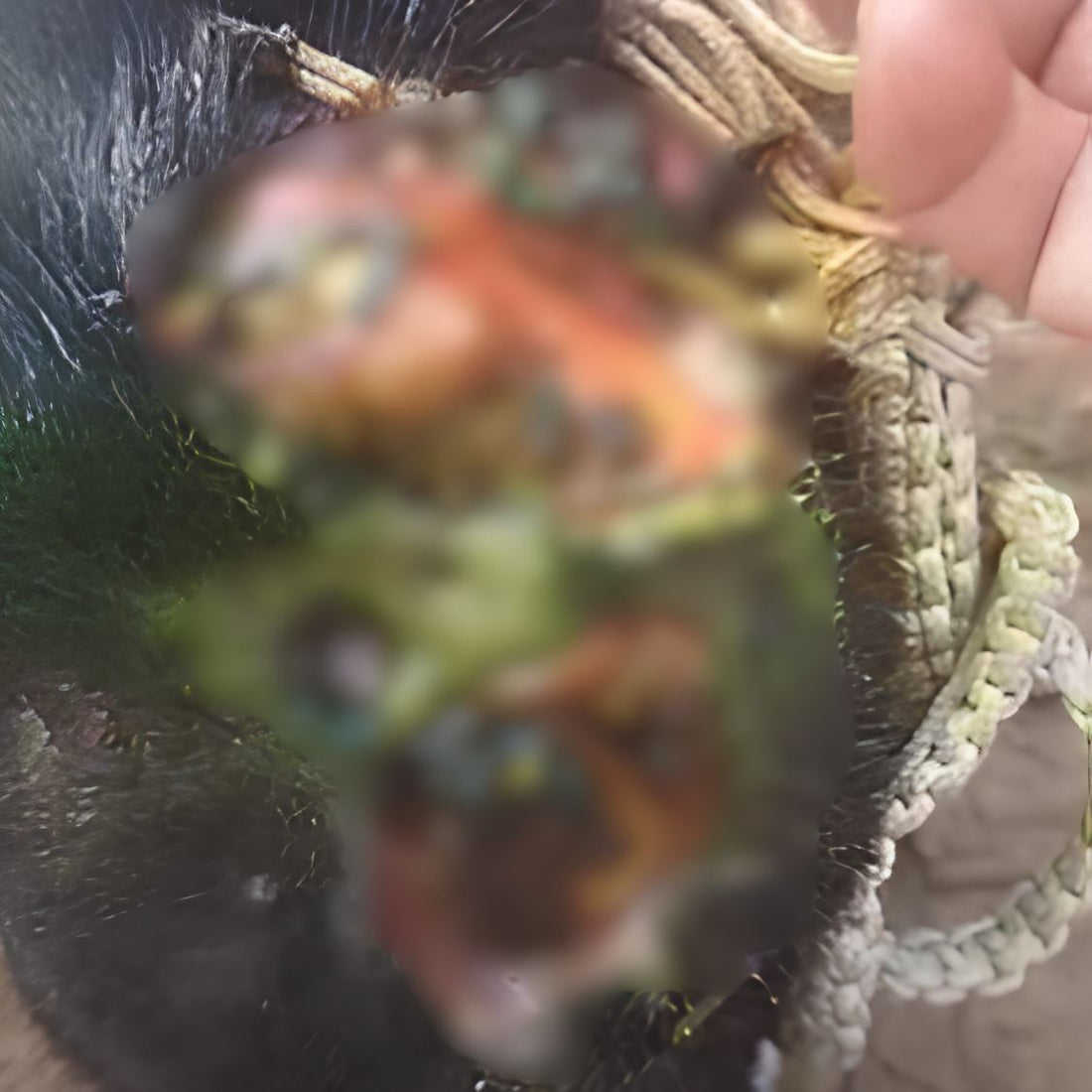 Dog Suffering From Maggot-Infested Head Wound