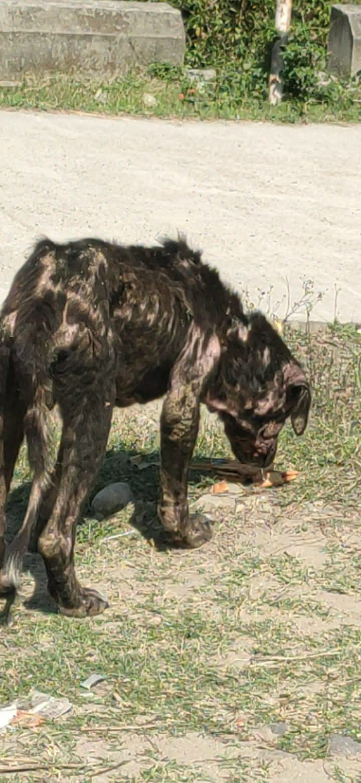 Dog Suffering From Skin Disease