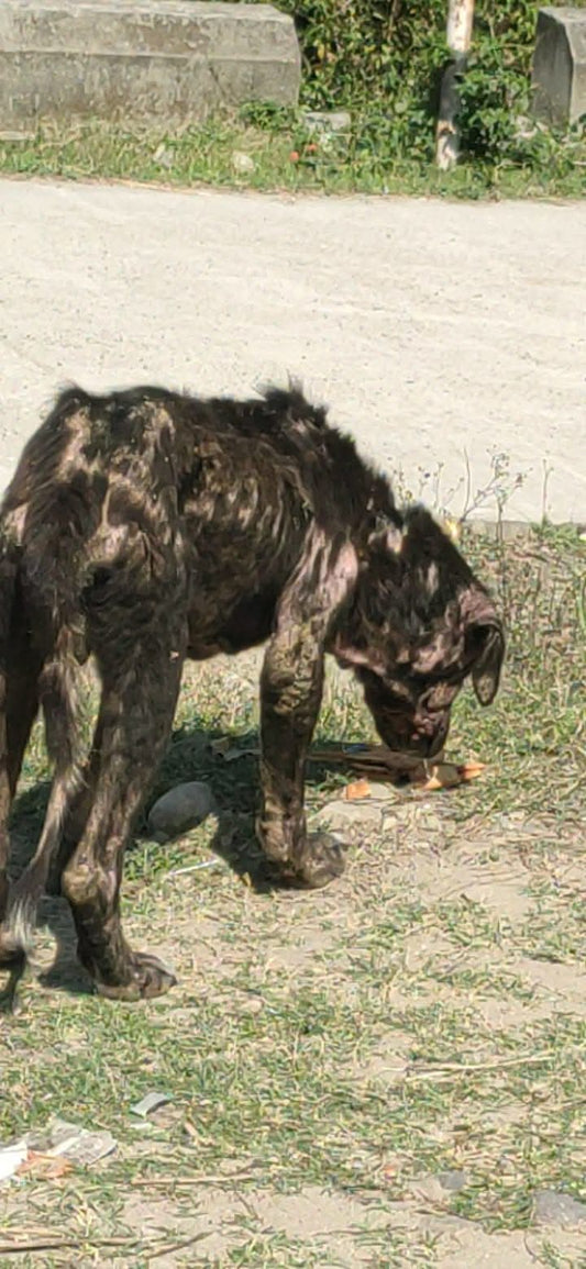 Dog Suffering From Skin Disease