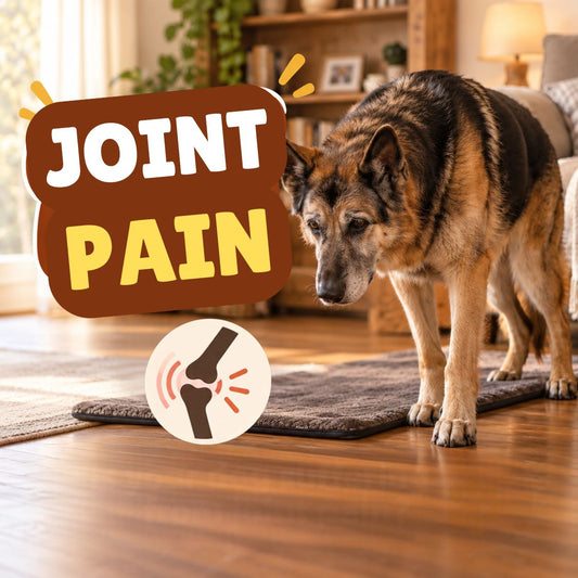 Dog suffering from joint pain 