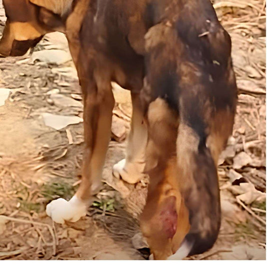 Rescued by shiva NGO Dharamshala 