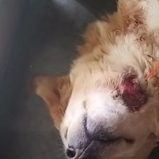 Rescued by shiva NGO Dharamshala 