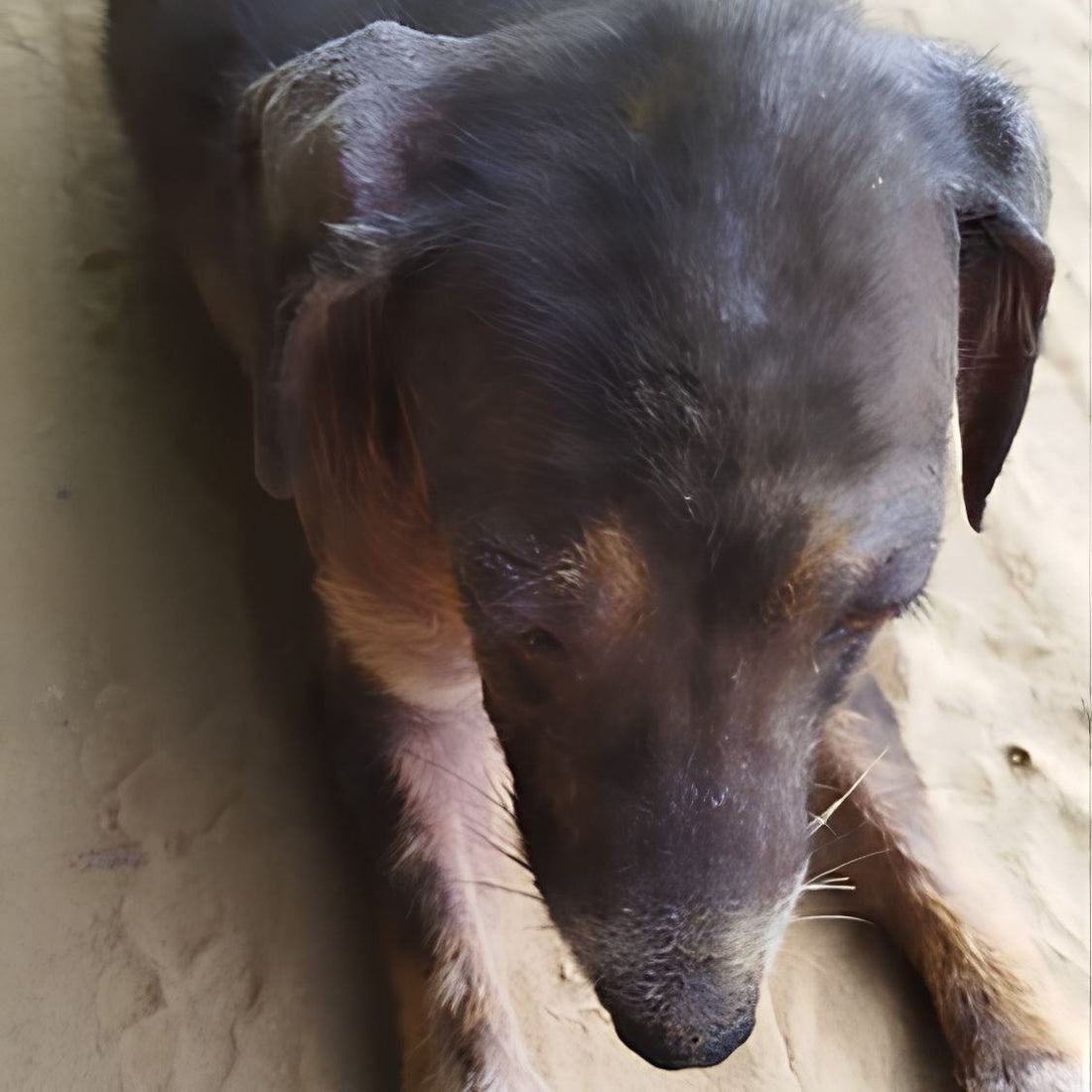 Rescued by shiva NGO Dharamshala