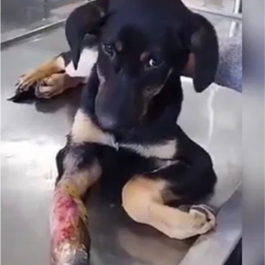 Rescued by shiva NGO Dharamshala 