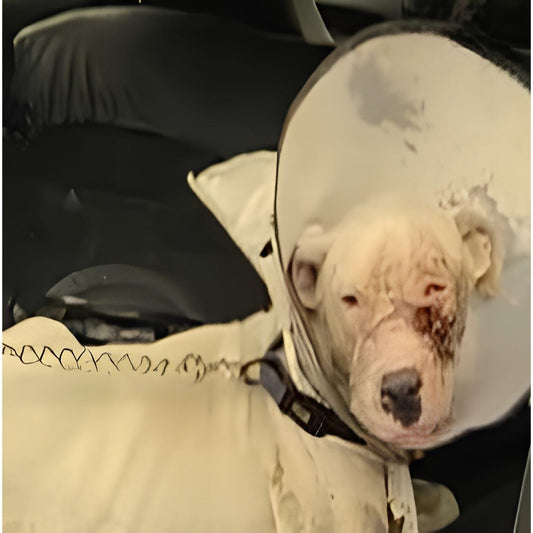 Rescued dog by shiva NGO Dharmshala