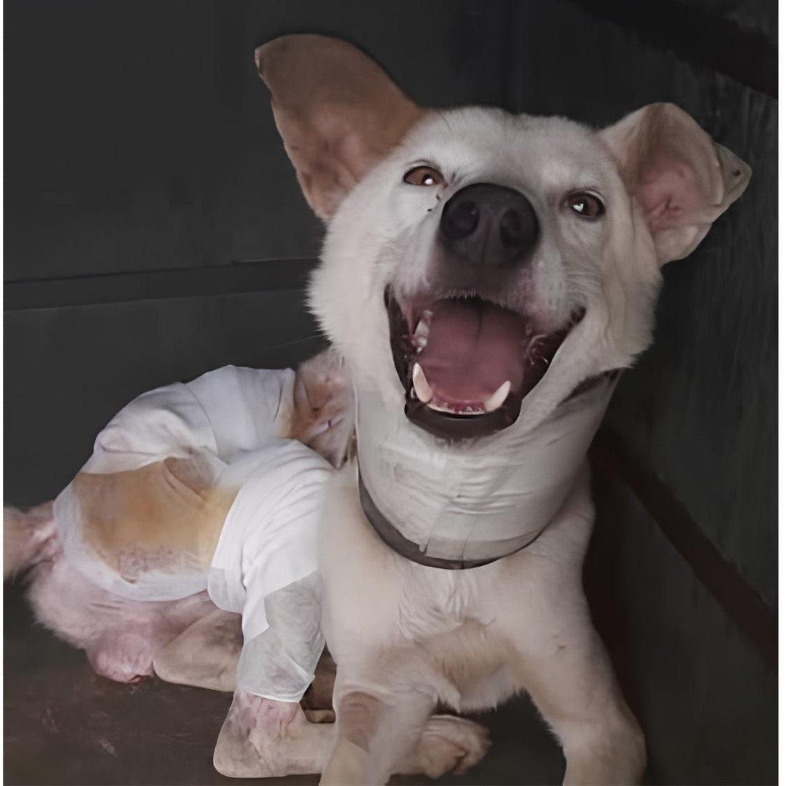 Rescued by shiva NGO Dharamshala