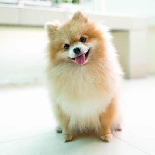 Everything You Need to Know About the Pomeranian