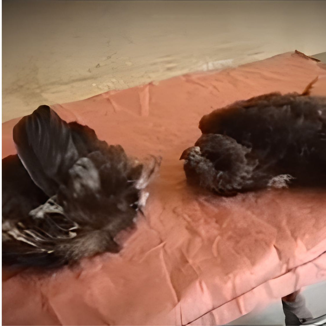 Rescued by shiva NGO Dharamshala