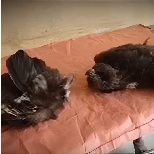Rescued by shiva NGO Dharamshala