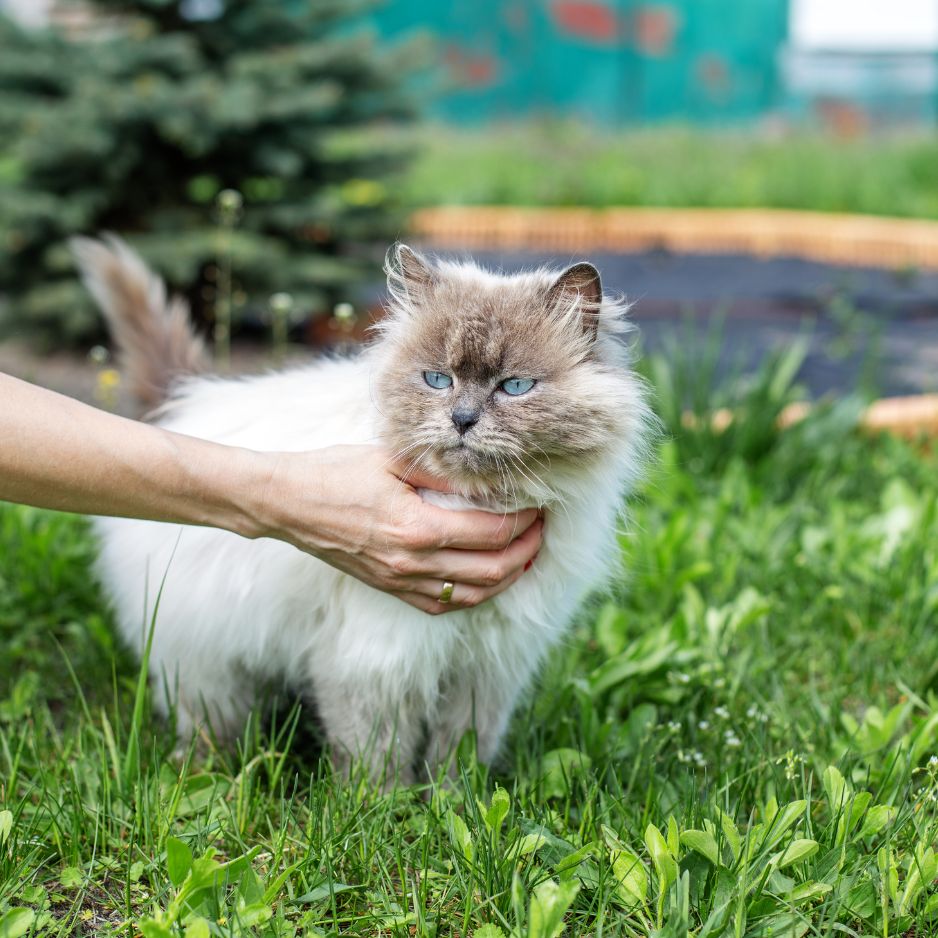 Himalayan Cat Complete Care, Diet, Grooming, Behaviour & Price in India