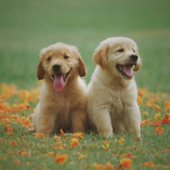 How to Welcome a New Puppy: Importing, Microchipping & Raising a Happy Pet