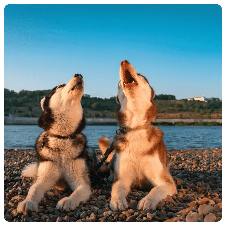 Why Do Dogs Cry at Night and What You Can Do to Help?